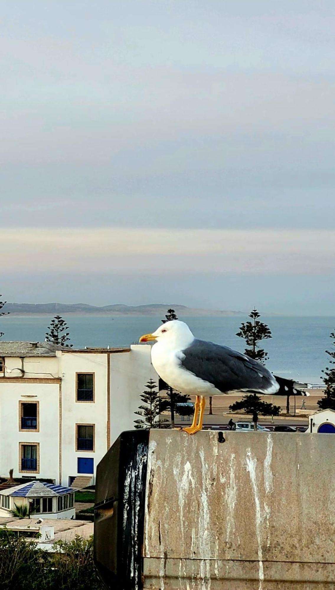 Riad Ocean Medina Suvayr Dış mekan fotoğraf